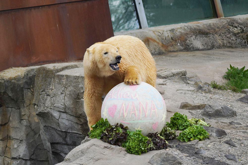 Eisbär-Mädchen Nana und ihr Lieblingsspielball © Erlebnis-Zoo Hannover