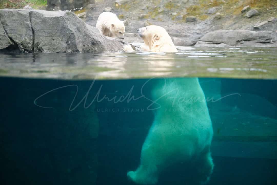 Eisbären im Erlebnis-Zoo Hannover © Ulrich Stamm