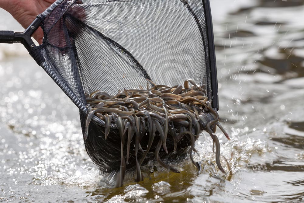 Junge Aale werden in die Weser gesetzt. In ganz Niedersachsen wurden flächendeckend Tiere in Fließgewässer eingebracht. © Florian Möllers