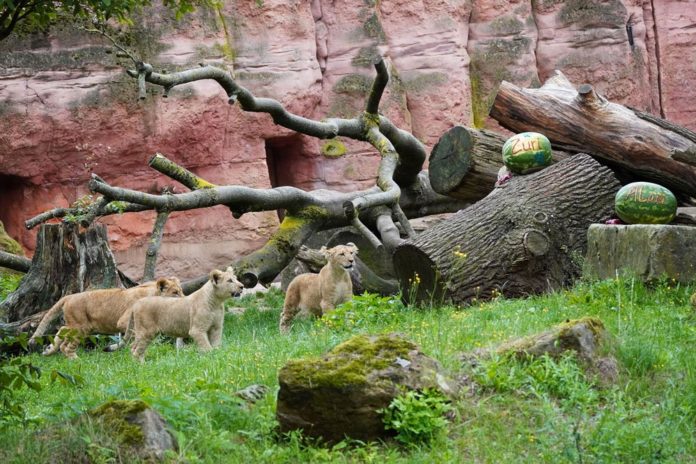 Seltene Berberlöwen-Jungtiere im Erebnis_zoo Hannover bekommen Namen © Erlebnis-Zoo Hannover