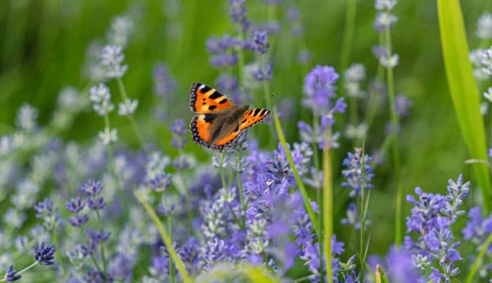 Schmetterling auf Blumenwiese © Ulrich Stamm